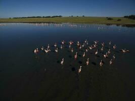 Flamingos flock in a lagoon habitat, Patagonia, Argentina photo