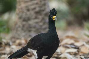 Bare faced Curassow, in a jungle environment, Pantanal Brazil photo