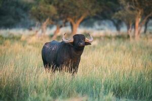 agua búfalo, bubalus bubalis, especies introducido en argentina, la pampa provincia, Patagonia. foto