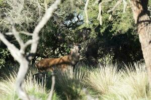 rojo ciervo en caldén bosque ambiente, la pampa, argentina, parque luro, naturaleza reserva foto