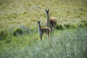 guanacos en pampa pradera ambiente, la pampa provincia, Patagonia, argentina. foto