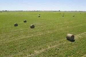 Grass bale, grass storage in La Pampa countryside, Patagonia,Argentina. photo