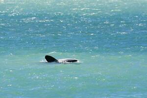 Orcas swimming on the surface, Peninsula Valdes, Patagonia Argentina photo