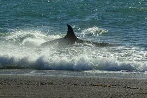 orca patrullando el costa, península Valdés, Patagonia argentina foto