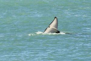 Orca lob tailing on the surface, Peninsula Valdes, Patagonia Argentina photo