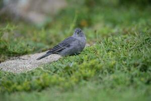 Plumbeous Sierra Finch, Quebrada del Condorito  National Park,Cordoba province, Argentina photo