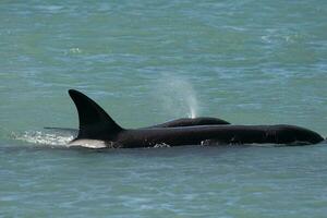 orcas nadando en el superficie, península Valdés, Patagonia argentina foto