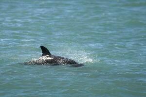 orca bebé nadando en el superficie, península Valdés, Patagonia argentina foto