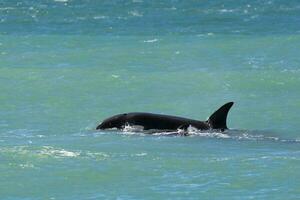 orcas nadando en el superficie, península Valdés, Patagonia argentina foto