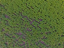 Sunflower cultivation, Aerial view, in pampas region, Argentina photo