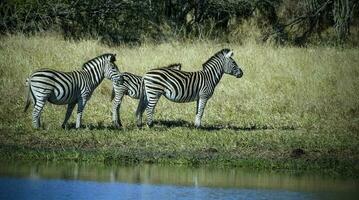 Herd of zebras in the African savannah photo