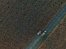 sorgo cosecha, en la pampa, argentina foto