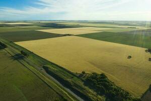 Wheat field ready to harvest, in the Pampas plain, La Pampa, Argentina. photo