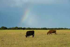 vaca pasto en el argentino campo, buenos aires provincia, argentina. foto