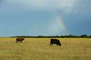 Cow grazing in the Argentine countryside, Buenos Aires Province, Argentina. photo