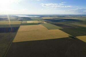 Wheat field ready to harvest, in the Pampas plain, La Pampa, Argentina. photo
