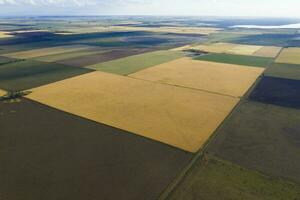 trigo campo Listo a cosecha, en el pampa plano, la pampa, argentina. foto