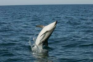 Dusky Dolphin jumping, Peninsula Valdes,Patagonia,Argentina photo