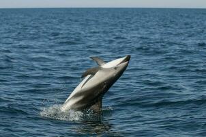 Dusky Dolphin jumping, Peninsula Valdes,Patagonia,Argentina photo