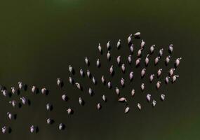 Flamingos in patagonia , Aerial View photo