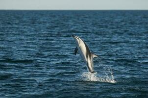 Dusky Dolphin jumping, Peninsula Valdes,Patagonia,Argentina photo