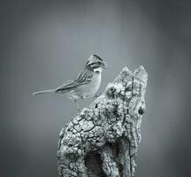 Rufous collared Sparrow, Pampas, Patagonia, Argentina photo