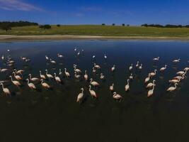 Flamingos in patagonia , Aerial View photo