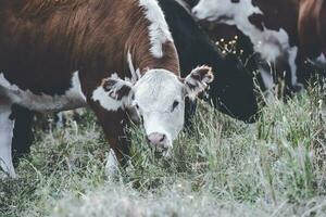 Cows in Countryside,in  Pampas landscape, Argentina photo