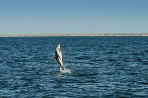 Dusky Dolphin jumping, Peninsula Valdes,Patagonia,Argentina photo