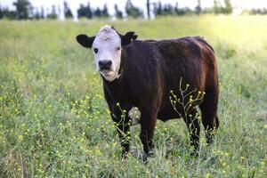 vacas en campo, en pampa paisaje, argentina foto