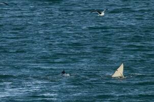 Orca attacking sea lions, Patagonia Argentina photo