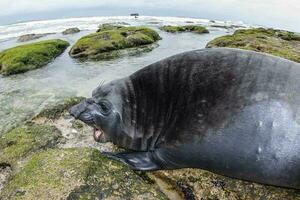 Elephant seal, Peninsula Valdes, Unesco World Heritage Site, Patagonia, Argentina photo