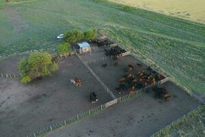 vacas levantamiento en pampa campo, la pampa provincia, argentina. foto