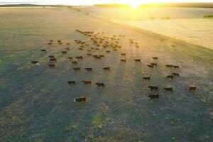 Cattle raising in pampas countryside, La Pampa province, Argentina. photo