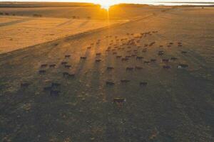 Cattle raising in pampas countryside, La Pampa province, Argentina. photo