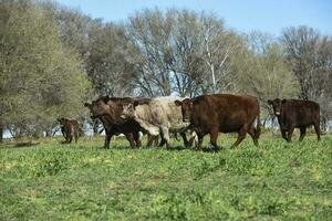 Export cows production in the Argentine countryside, Buenos Aires Province, Argentina. photo