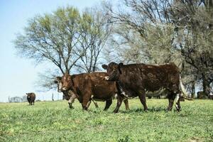 Cattle raising in pampas countryside, La Pampa province, Argentina. photo