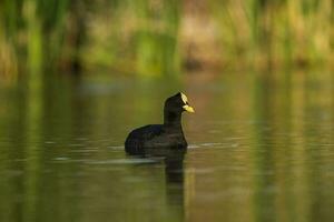 White winged coot in a Pampas Lagoon environment, La Pampa, Argentina photo