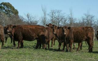 exportar vacas producción en el argentino campo, buenos aires provincia, argentina. foto