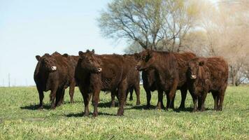 Cattle raising in pampas countryside, La Pampa province, Argentina. photo