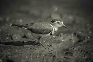 Three banded plover.Charadrius tricollaris, Kruger National Park, South Africa. photo