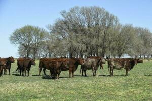 exportar vacas producción en el argentino campo, buenos aires provincia, argentina. foto