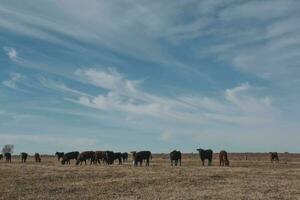 vacas manada en argentino campo, la pampa provincia, Patagonia, argentina. foto