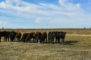 Cattle raising  with natural pastures in Pampas countryside, La Pampa Province,Patagonia, Argentina. photo