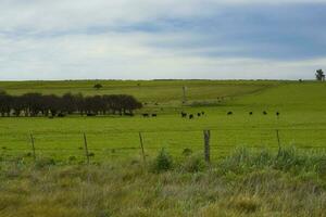 Cattle raising  with natural pastures in Pampas countryside, La Pampa Province,Patagonia, Argentina. photo