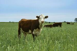 Cattle raising  with natural pastures in Pampas countryside, La Pampa Province,Patagonia, Argentina. photo