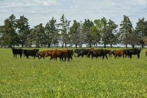 Cattle raising  with natural pastures in Pampas countryside, La Pampa Province,Patagonia, Argentina. photo