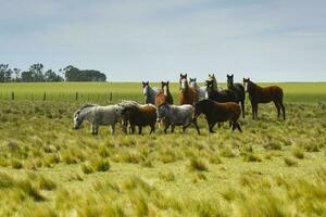 manada de caballos en el campo, la pampa provincia, Patagonia, argentina. foto