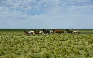 Herd of horses in the coutryside, La Pampa province, Patagonia,  Argentina. photo