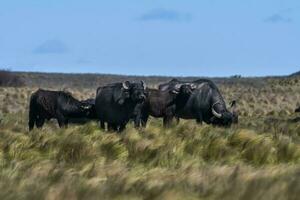 Water buffalo, Bubalus bubalis, species introduced in Argentina, La Pampa province, Patagonia. photo